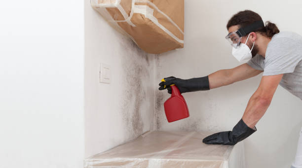 Professional Basement Mold Removal technician working in Leck Kill, PA