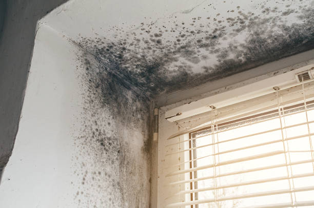 Affordable Basement Mold Removal solutions in Leck Kill, PA